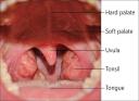 Throat with Tonsils