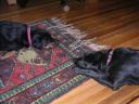 20080622173050_lazy_puppies.jpg